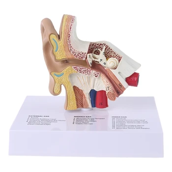 1,5-Krat Življenje Velikost Človeško Uho Model Znanstvene Anatomije Poučevanje, Potrebščine Za Anatomske Študije Zaslon Strokovni Šoli Virov