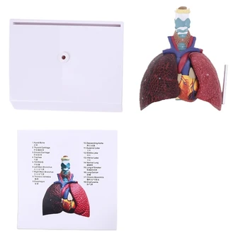 E9LB Življenje Velikost Človeških Pljuč, Anatomski Model Dihal Anatomija za Znanost Virov Študija Prikaz Poučevanja Preveč