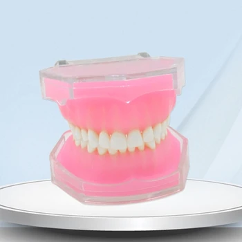 G5AA Zobni Typodont Zob Model, Snemljiv Zob Model za Šole Bolnišnice Študija