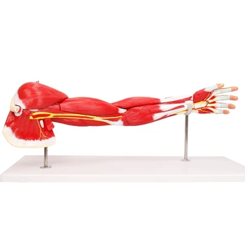 Snemljiv PVC Materiala Medicinsko Izobraževanje Pralni Zgornje okončine mišice anatomski model BIX-A1101