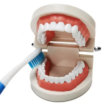 Toothbrushing Poučevanje Predstavitve Zobozdravstveno Varstvo Odraslih, Zob, Ustne Medicinski Model Za Poučevanje Študija Učne Potrebščine 8x7.5x5cm