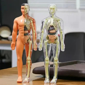 Človeško Telo Anatomija Model Z Odstranljivi Deli Za Otroke Trupa Izobraževalne Znanosti Kompleti Za Medicinske Študentov Učenja Darila 28 cm